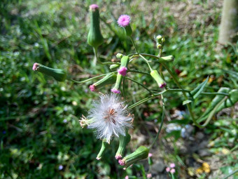 艾米利亚sonchifolia淡紫色流苏花卡卡利亚sonchifolia自然背景