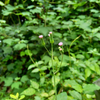 艾米利亚sonchifolia淡紫色流苏花卡卡利亚sonchifolia自然背景