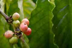 咖啡豆子成熟新鲜的咖啡豆子咖啡树
