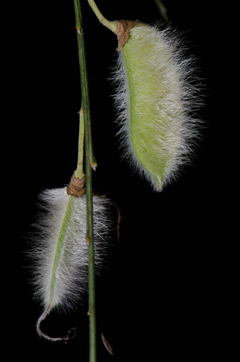 多毛的豆荚毛果的扫帚cytisusstriatus