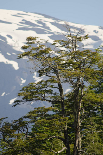 董贝的山毛榉<strong>假山</strong>毛榉多姆贝伊亚伊火山坡背景