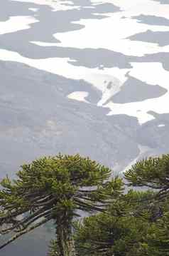 猴子谜题树坡亚伊火山背景