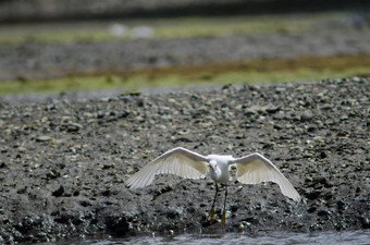 雪白鹭Egretta图拉海岸
