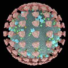 冠状病毒细胞