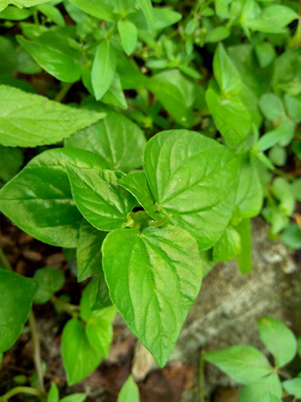 佩佩罗米亚方可成功胡椒老闪亮的布什植物男人。男人。自然背景