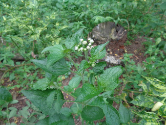 班多坦藿香conyzoides类型农业杂草归属感菊科部落植物痢疾腹泻杀虫剂杀线虫剂