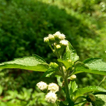 班多坦藿香conyzoides类型农业杂草归属感菊科部落植物痢疾腹泻<strong>杀</strong>虫剂<strong>杀</strong>线虫剂