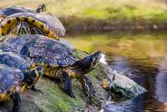 特写镜头黄色的大肚子的坎伯兰滑块乌龟水一边热带爬行动物specie美国