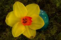 黄色的水仙花蓝色的彩色的蛋复活节绿色莫斯