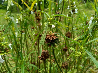 borreria植物包括杂草很容易发现字段字段印尼植物白色<strong>花甲</strong>虫爱植物