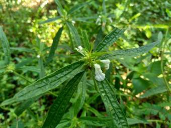 borreria植物包括杂草很容易发现字段字段印尼植物白色<strong>花甲</strong>虫爱植物