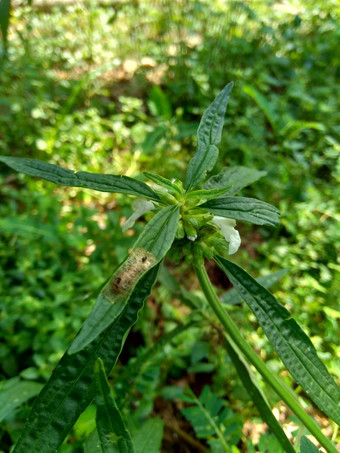 borreria植物包括杂草很容易发现字段字段印尼植物白色<strong>花甲</strong>虫爱植物