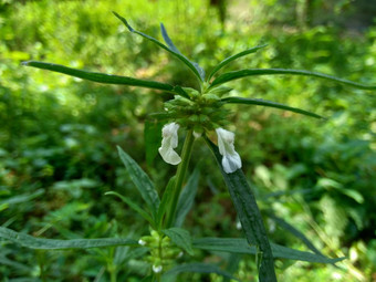 borreria植物包括杂草很容易发现字段字段印尼植物白色<strong>花甲</strong>虫爱植物