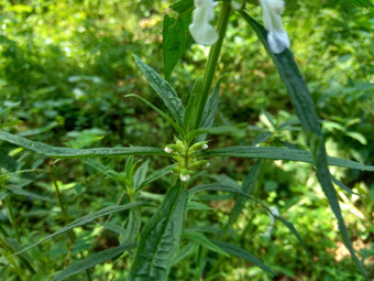 borreria植物包括杂草很<strong>容易</strong>发现字段字段印尼植物白色花甲虫爱植物