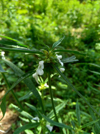 borreria植物包括杂草很容易发现字段字段印尼植物白色花甲虫爱植物