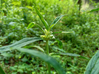 borreria植物包括杂草很容易发现字段字段印尼植物白色花甲虫爱植物