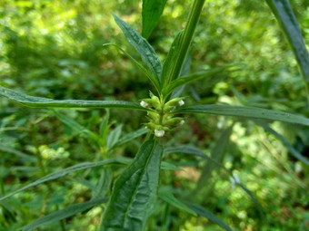 borreria植物包括杂草很容易发现字段字段印尼植物白色花甲虫爱植物