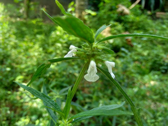 borreria植物包括杂草很容易发现字段字段印尼植物白色<strong>花甲</strong>虫爱植物