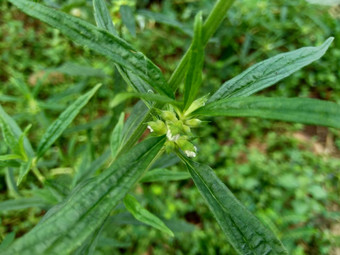 borreria植物包括杂草很容易发现字段字段印尼植物白色<strong>花甲</strong>虫爱植物