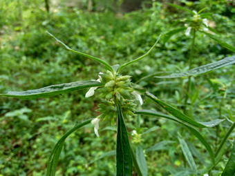 borreria植物包括杂草很容易发现字段字段印尼植物白色<strong>花甲</strong>虫爱植物