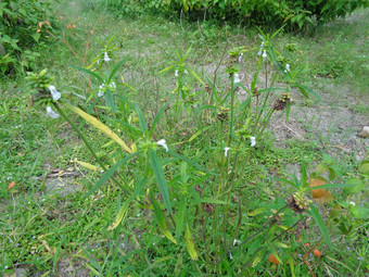 borreria植物包括杂草很<strong>容易</strong>发现字段字段印尼植物白色花甲虫爱植物