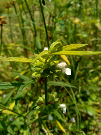 borreria植物包括杂草很容易发现字段字段印尼植物白色花甲虫爱植物