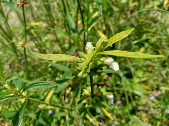 borreria植物包括杂草很容易发现字段字段印尼植物白色<strong>花甲</strong>虫爱植物