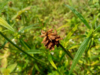 borreria植物包括杂草很容易发现字段字段印尼植物白色<strong>花甲</strong>虫爱植物