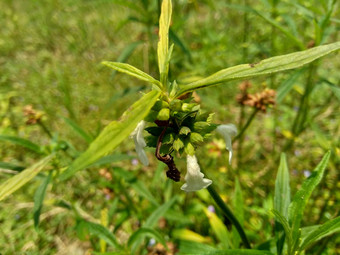 borreria植物包括杂草很容易发现字段字段印尼植物白色<strong>花甲</strong>虫爱植物