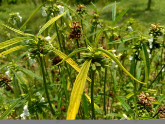 borreria植物包括杂草很容易发现字段字段印尼植物白色花甲虫爱植物