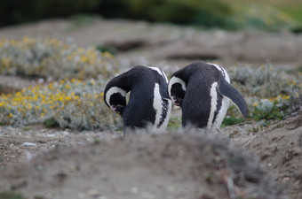 以麦哲伦命名的企鹅spheniscus麦哲伦尼库斯梳理羽毛奥特韦声音企鹅储备