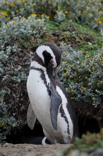 以麦哲伦命名的企鹅梳理羽毛奥特韦声音企鹅储备