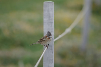 Rufous-collared<strong>麻雀</strong>zonotrichia卡彭西斯栖息绳子