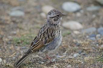 少年Rufous-collared<strong>麻雀</strong>奥特韦声音企鹅储备