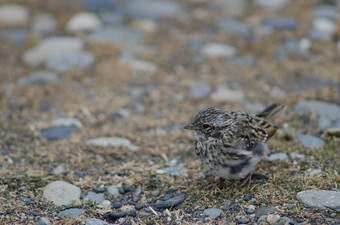 少年Rufous-collared<strong>麻雀</strong>奥特韦声音企鹅储备