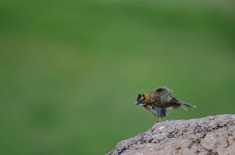 Rufous-collared麻雀zonotrichia卡彭西斯摇晃羽毛