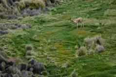 小羊驼骆马骆马族国家公园