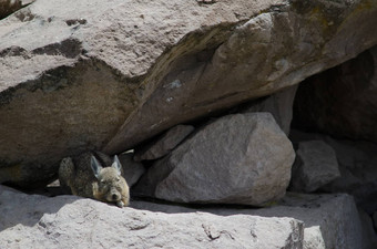 南部兔鼠lagidiumviscacia休息岩石