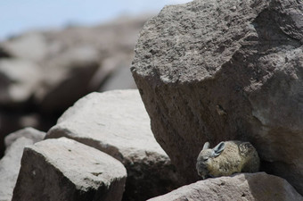 南部<strong>兔</strong>鼠lagidiumviscacia休息岩石