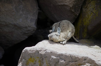 南部兔鼠lagidiumviscacia岩石