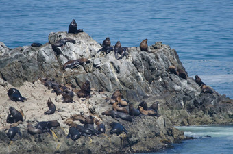 南美国海狮子岩石悬崖