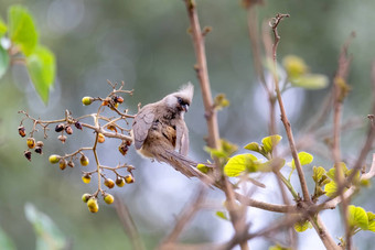 <strong>斑点</strong>Mousebird埃塞俄比亚野生<strong>动物</strong>