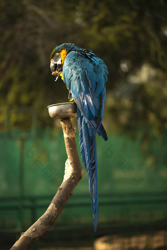 蓝色的黄色的金刚鹦鹉蓝色的黄金金刚鹦鹉吃螺母动物园成员大集团新热带区的鹦鹉