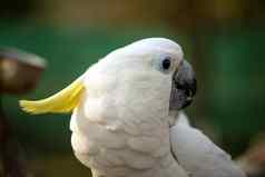 肖像凤头鹦鹉鹦鹉yellow-crested凤头鹦鹉白色鹦鹉头特写镜头