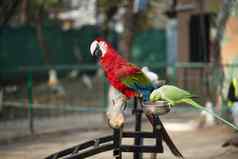 肖像色彩斑斓的朱红色金刚鹦鹉鹦鹉绿色鹦鹉动物园吃坚果