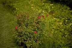 色彩斑斓的美丽的精致的红色的玫瑰花园美丽的红色的玫瑰花园