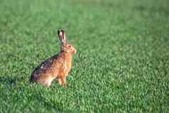野生兔子欧洲毛欧洲野生动物