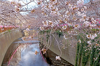 城市河樱花樱桃开花花传统的灯