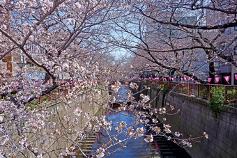 城市河樱花樱桃开花花传统的灯