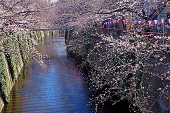 城市河传统的灯樱花樱桃开花花